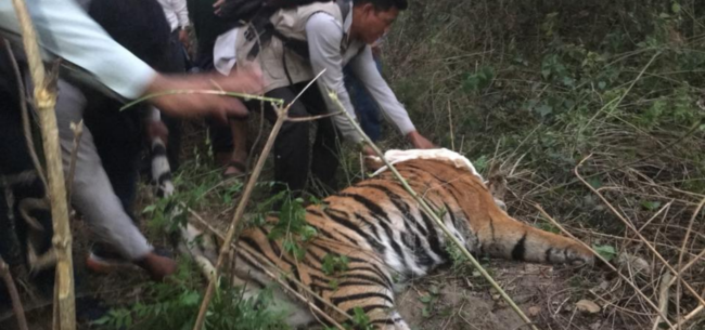 पर्सा राष्ट्रिय निकुञ्जको खोरमा तीन बाघको मृत्यु